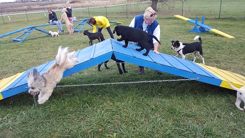 Puppy Playtime at Peggy Moran's School for Dogs