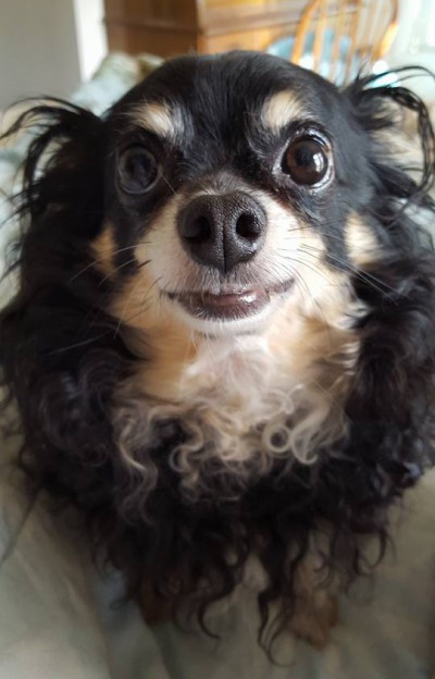 Peggy Moran's School for Dogs, LLC Peggy Moran's School for Dogs, LLC