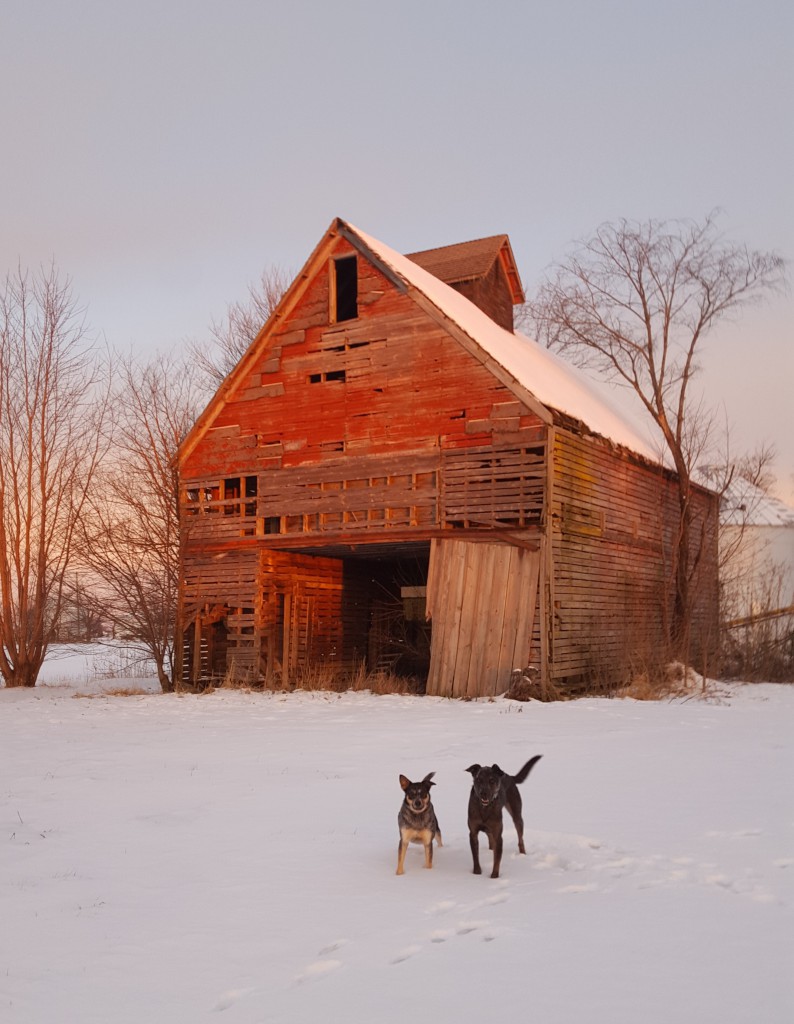 Peggy Moran's School for Dogs, LLC Peggy Moran's School for Dogs, LLC