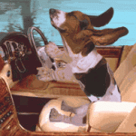 dog driving dog driving